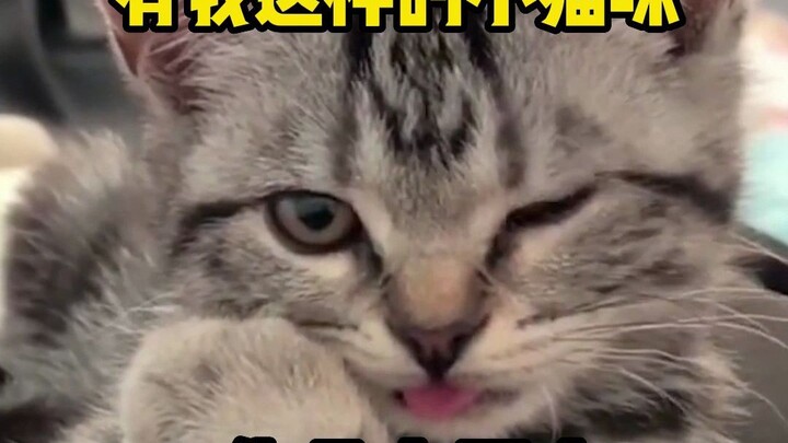 修猫：这都搞不定你？