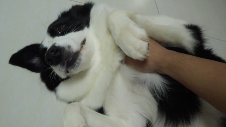 Border Collie: I’m all set—do it yourself!