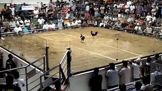 3 COCK DERBY PASAY LOSE