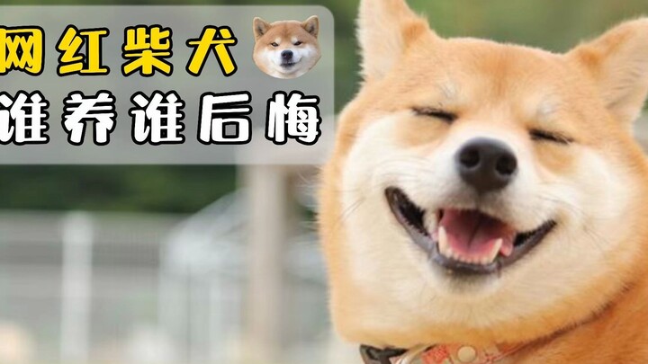 柴犬是网红狗，但谁养谁后悔