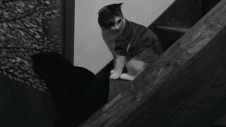 Apa bedanya memelihara kucing hitam dengan memelihara kucing lainnya? Bayangan di akhir video menjel