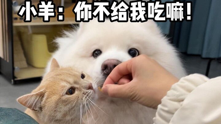 Little Sheep: You really aren't going to give me any to eat!