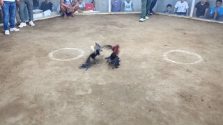 my boston 13 months old