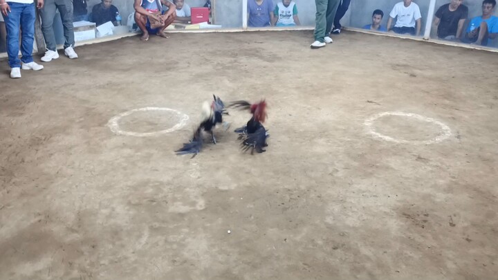 my boston 13 months old