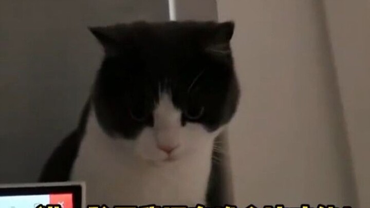 A dairy cow cat who mistook itself for Tmall Genie! The cat, completely confident: “I was the one wh