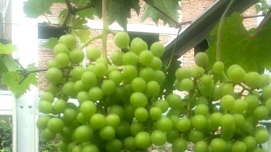 CARA MEMPERBANYAK BUAH ANGGUR!!!https://youtube.com/@samsurigrape9048