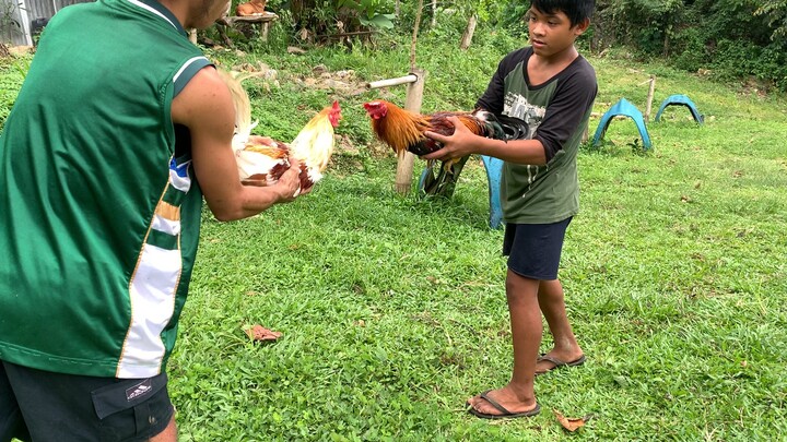 Birada White v Goldenboy