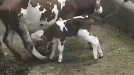 Sapi: Aku ini sapi jantan, bisakah kalian lebih hati-hati saat menyusu? Sakit sekali!