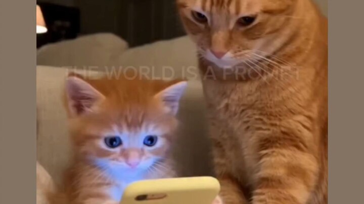 crying kitten