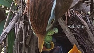 พ่อแม่นกที่ทำงานหนักดูแลให้ลูกนกทั้งสี่ตัวได้รับอาหารอย่างเพียงพอ