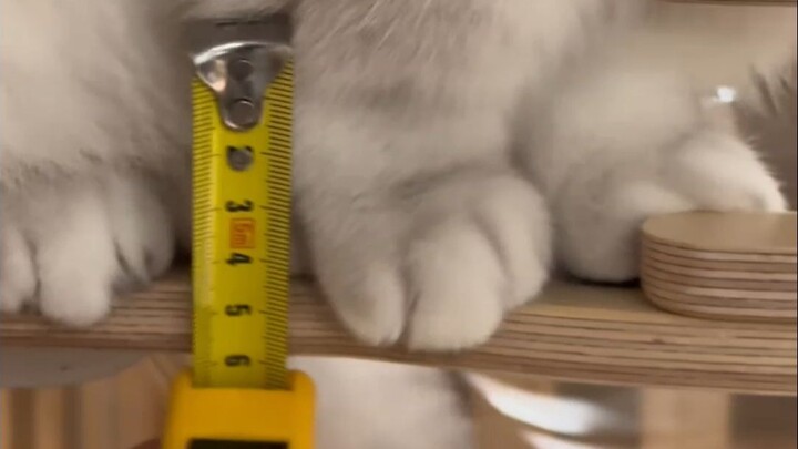 ถึงขาฉันจะสั้น แต่มนุษย์ก็ยอมก้มลงเพื่อฉัน!