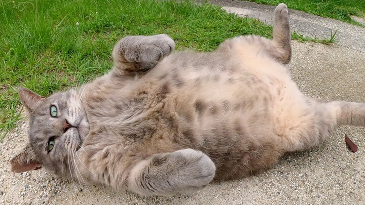 Seekor kucing abu-abu gemuk memamerkan perutnya ke manusia dan berbaring, tapi langsung marah begitu