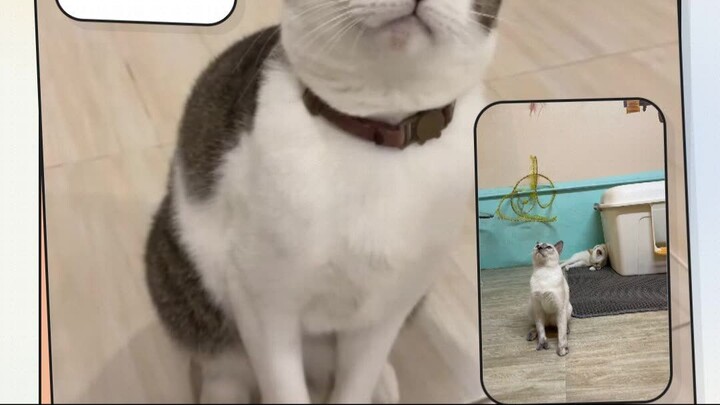 Bangkok Cat Café Window Seat | มุมหน้าต่างที่น้องแมวเลือกเอง