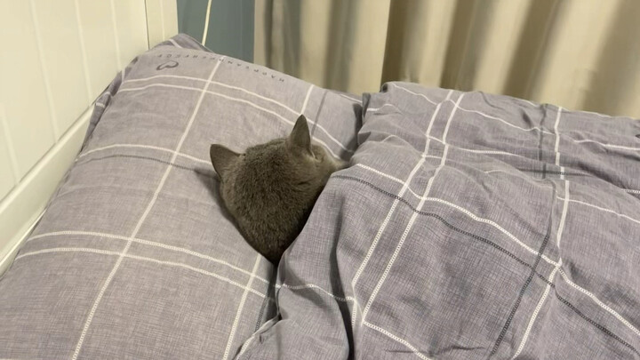 It’s getting cold—there are cats on the bed now…