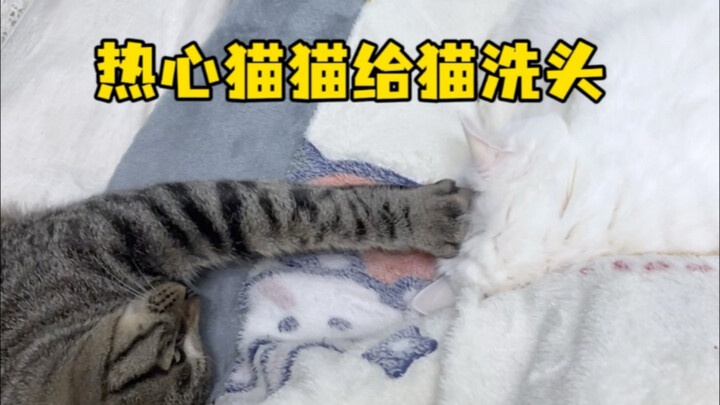 Mèo nhiệt tình gội đầu cho mèo