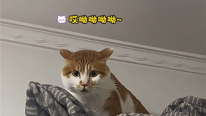 Those little kitties who communicate with humans so effortlessly are just too adorable!