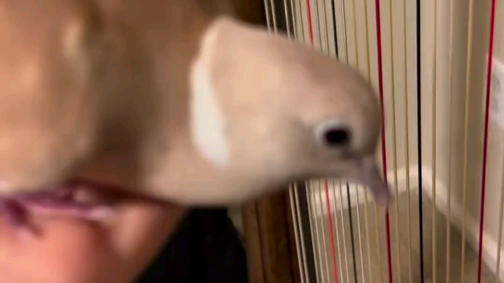 Gugu yêu bạn và sẽ biểu diễn một màn đàn hạc dành riêng cho bạn.