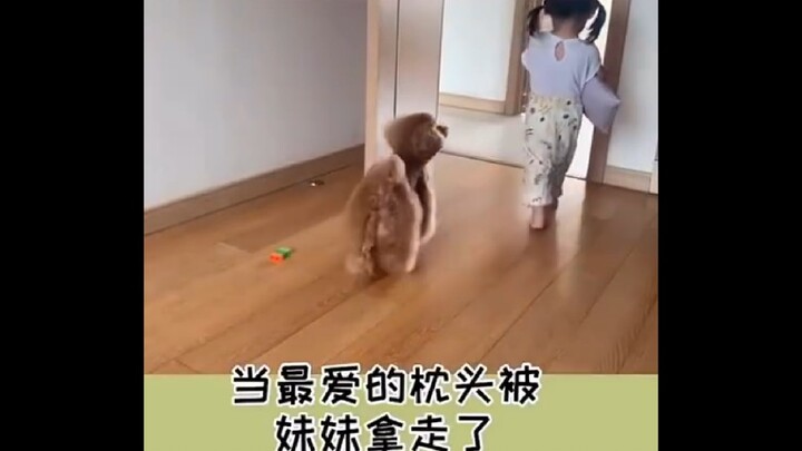 สัมผัสประสบการณ์สื่อสารกับเจ้าตูบที่บ้านได้อย่างไร้ปัญหา [หัวเราะร้องไห้] #ลืมกุญแจแล้วให้หมาช่วยเปิ