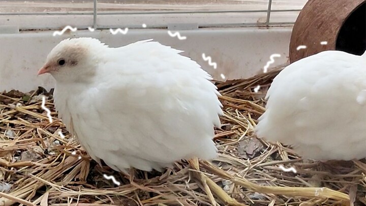 Apa memang ayam Luting begitu takut dingin? Udah berubah jadi bola bulu ayam nih!