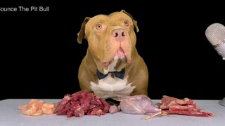 Thú cưng dễ thương | Cuộc sống hàng ngày của Pitbull