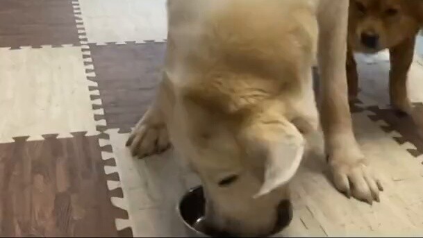 How do dogs of different breeds react when they hear "you can't eat it"?