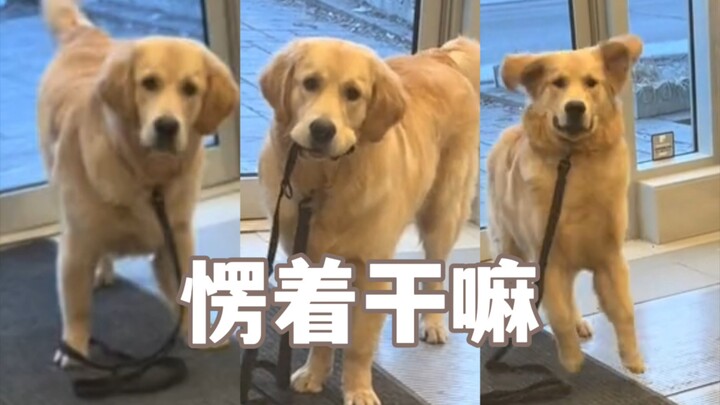 What are you standing there for? Hurry up and open the door for Bao!