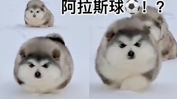 Dulu waktu kecil, apakah Ala terbuat dari bola?