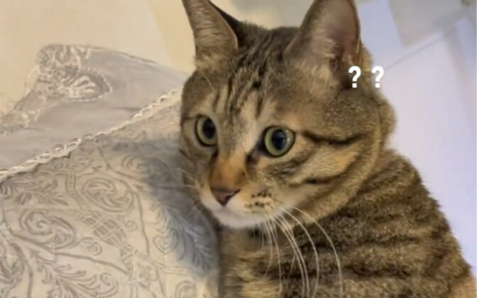 Dia pasti nggak nyangka kalau ngeraih sofa juga aku tiru, dia keliatan benar-benar kaget.