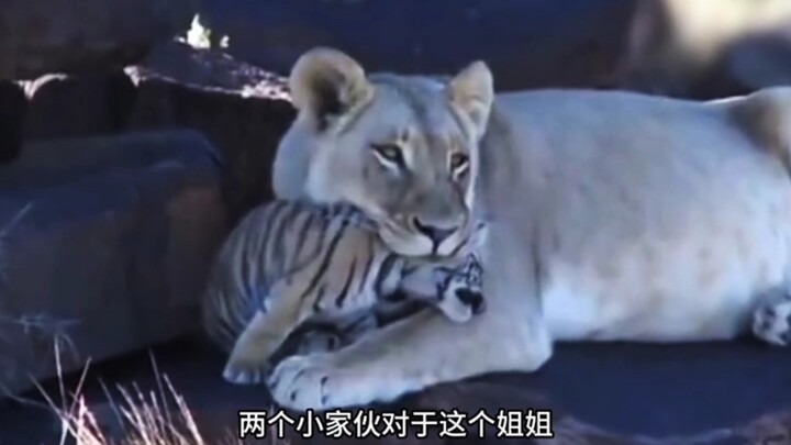 The story between a little lion and a female tiger