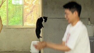 Saat saya menerbangkan anak kucing dengan balon