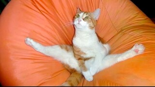 Try Not To Laugh or Grin While Watching Funny Animals Compilation #7