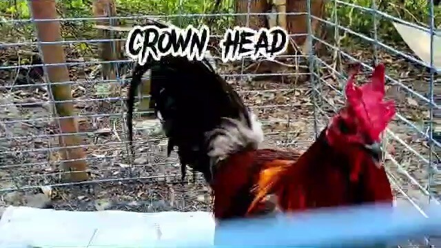 MELSIMS BLACK CROWN AND YLH x GMS 2 COCK DERBY CHAMPION