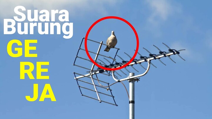 Suara Burung Gereja diatas Antena