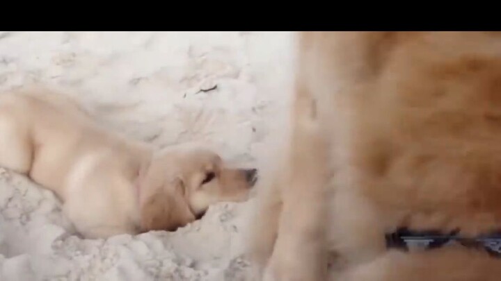 meme Chú chó gì đáng yêu ghê