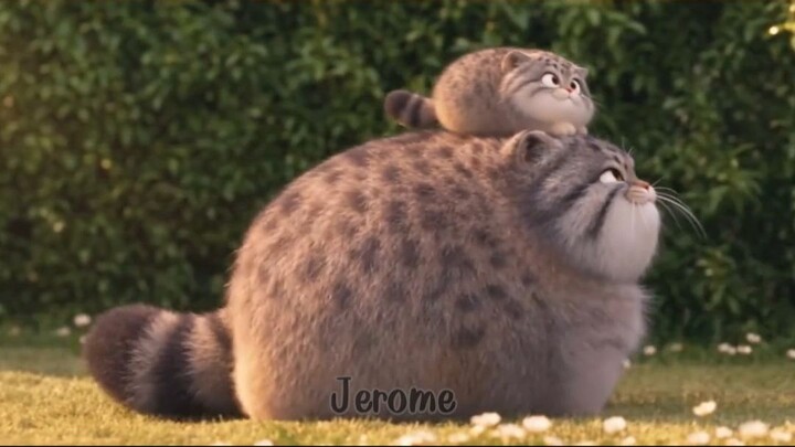 #pallascat