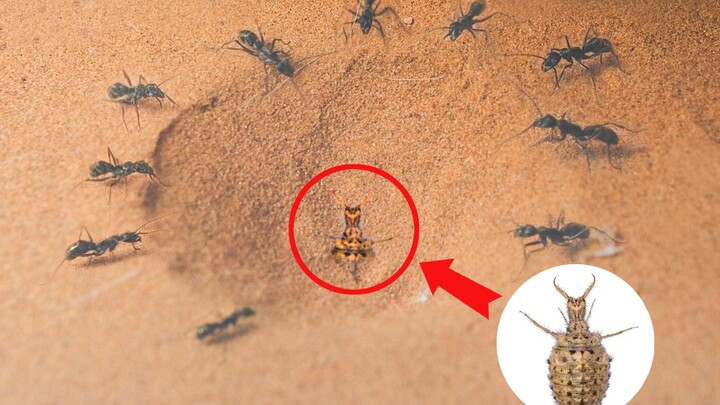 What happens when an ant lion lurks in an ant nest?