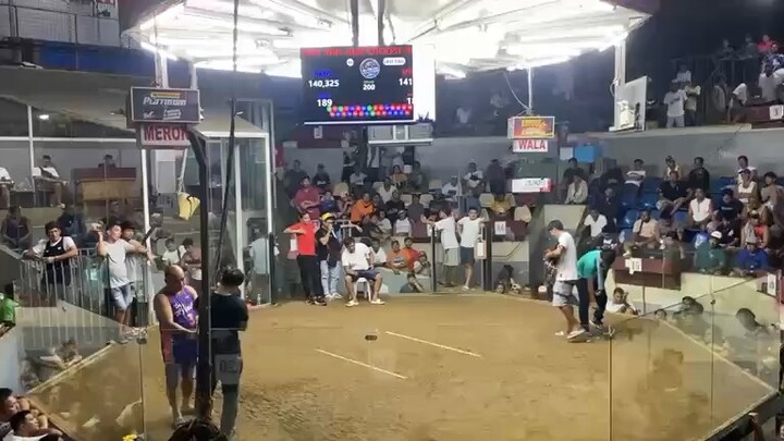 2 stag derby 2nd fight champion mayahin