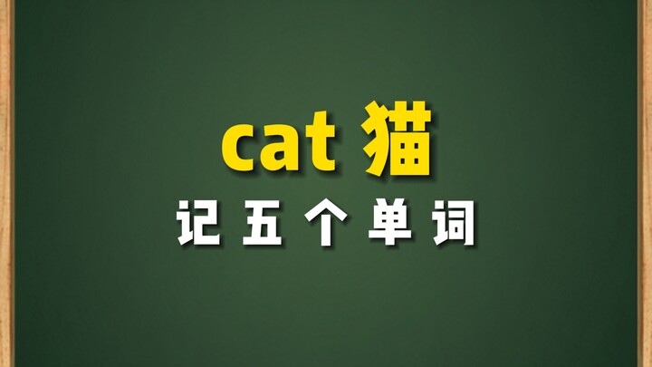用“猫”cat记五个单词