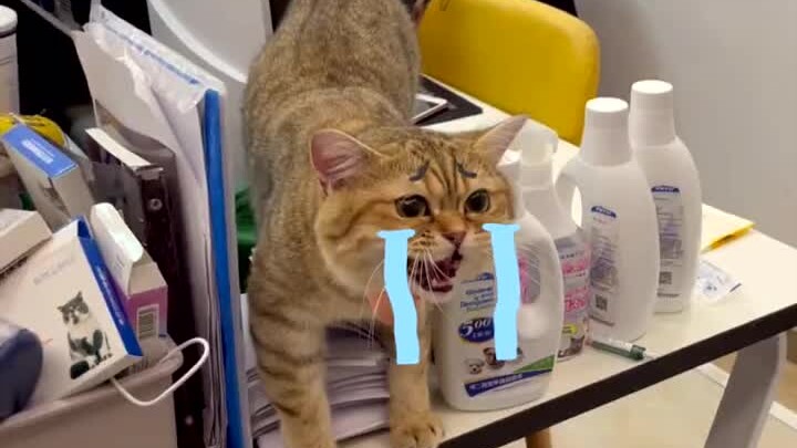 แมวที่บ้านคุณก็ขี้อิจฉาแบบนี้ด้วยเหรอ…