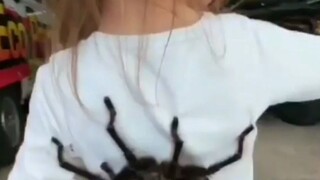 比手还大的蜘蛛，小姑娘就这样随便盘...佩服！