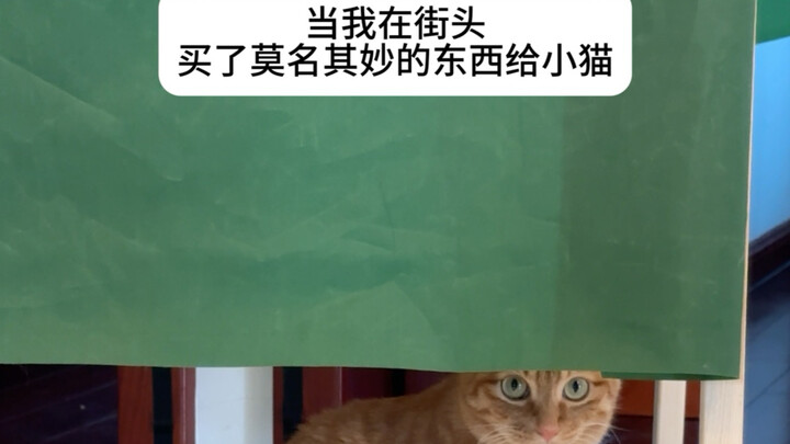 Xiao Mao, sudah pikirkan untuk keluar dan memulai usaha sendiri?