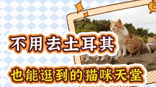 打卡国内猫咪天堂，不去土耳其也能过撸猫瘾！