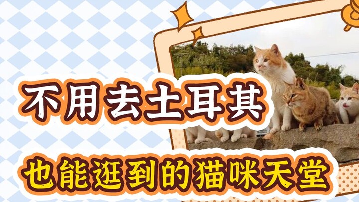 Check-in surga kucing domestik, puaskan keinginan mengelus kucing tanpa perlu ke Turki!