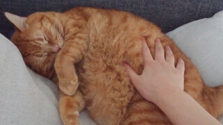 [Fat Orange Cat] Mum is asking to wake up for dinner~~