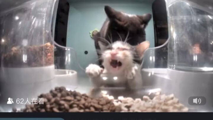 Fat Ji Bei, Eating Like Crazy