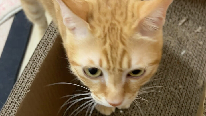 พอฉันเผลอทำบ้านกล่องกระดาษใบโปรดของแมวที่บ้านพัง เจ้าเหมียวก็ไม่ไว้ใจฉันอีกต่อไปแล้ว