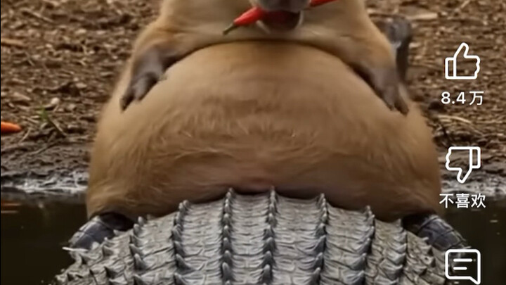 Hot comments on YouTube: “Why don’t crocodiles attack capybaras?”