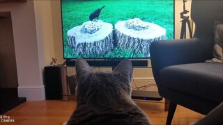 แมว​ดูทีวี​ Gogglebox Cat​