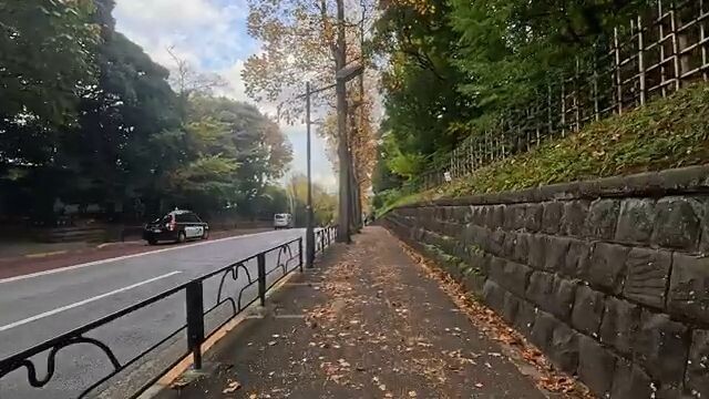 [Gaien → Yotsuya] Autumn Walk Through the Golden Ginkgo Avenue _ International A