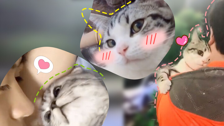 How a cat raised by boys looks like